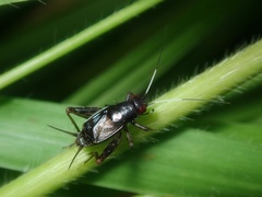 Polionemobius flavoantennalis