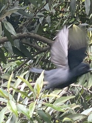Laniarius funebris