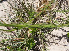 Prismatocarpus campanuloides