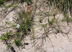 Prismatocarpus campanuloides