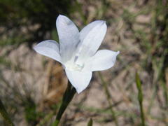 Prismatocarpus campanuloides