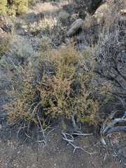 Holodiscus discolor glabrescens