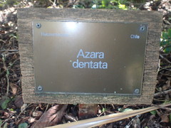 Azara dentata