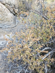 Holodiscus discolor glabrescens