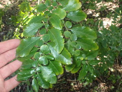 Azara dentata