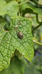 Epilachna obscurella