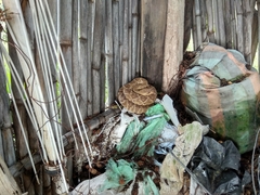 Crotalus molossus oaxacus