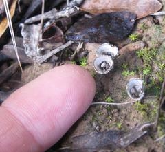 Cyathus olla image