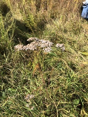 Achillea millefolium
