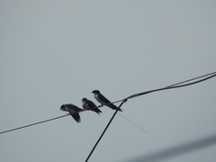 Hirundo smithii