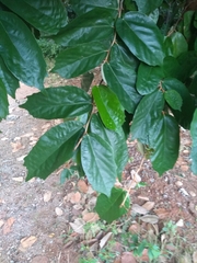 Pterospermum xylocarpum