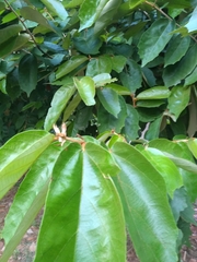 Pterospermum xylocarpum