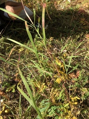 Achillea millefolium