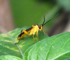 Theronia