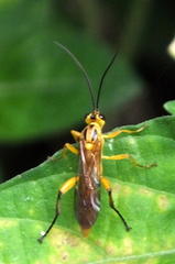 Theronia