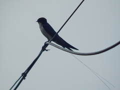 Hirundo smithii