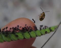 Afromaculepta frontalis