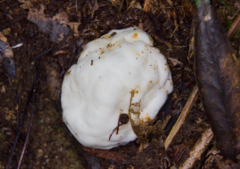 Protubera parvispora