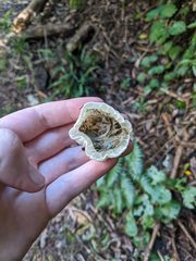 Protubera parvispora