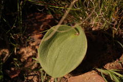 Eriospermum lanuginosum