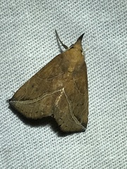 Phyprosopus callitrichoides