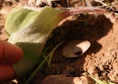 Eriospermum lanuginosum