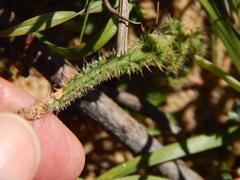 Lachenalia hirta hirta