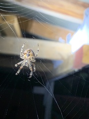 Araneus