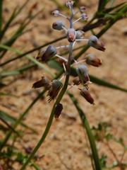 Lachenalia hirta hirta