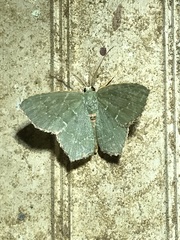 Chloropteryx tepperaria