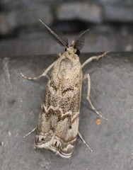Prionapteryx indentella