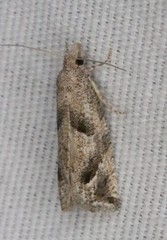 Pelochrista corosana