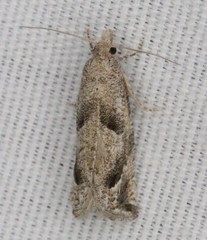 Pelochrista corosana