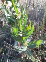 Cirsium alatum