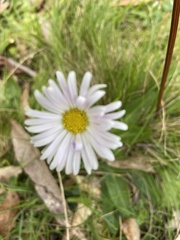 Brachyscome decipiens