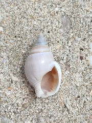 Nassarius olivaceus