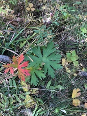 Achillea millefolium
