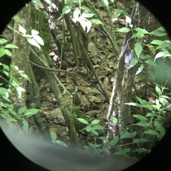 Grallaria guatimalensis