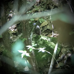 Grallaria guatimalensis