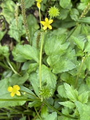 Ranunculus silerifolius