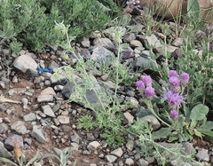 Artemisia macrocephala