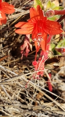 Epilobium septentrionale