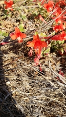 Epilobium septentrionale
