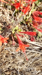 Epilobium septentrionale