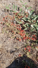 Epilobium septentrionale