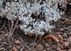 Eriogonum wrightii subscaposum