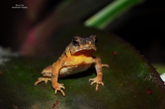 Ingerophrynus divergens