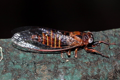 Haemopsalta rubea