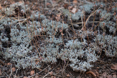 Eriogonum wrightii subscaposum