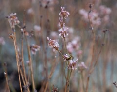 Eriogonum wrightii subscaposum